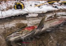 Fly-fishing Pic of Steelhead shared by Kevin Feenstra – Fly dreamers 