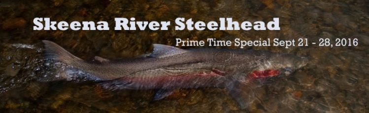 we have 5 spots left to fish the Famous Skeena River in BC.  Prime Steelhead time!
www.guidesforflyfishing.com