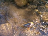 Foto de pesca con mosca