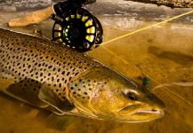 Kevin Feenstra 's Fly-fishing Image of a German brown – Fly dreamers 