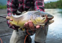 Coke Haverbeck 's Fly-fishing Image of a English trout – Fly dreamers 