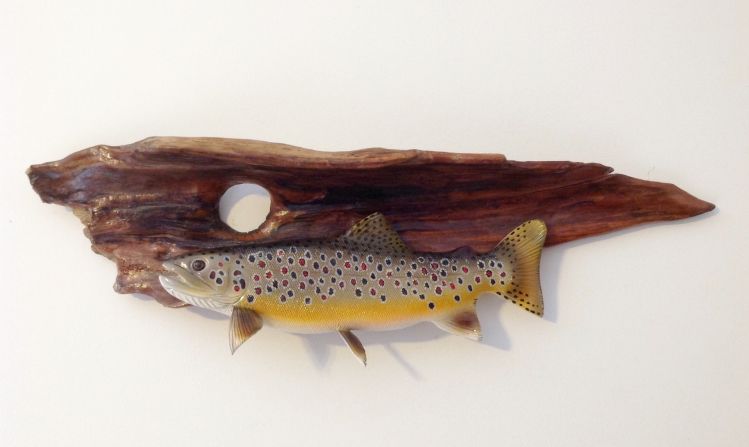 Brown Trout, wall presentation