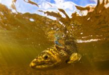 Kevin Feenstra 's Fly-fishing Image of a Salmo trutta – Fly dreamers 