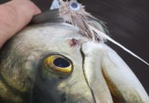 Fly for Bluefish - Tailor - Shad - Picture shared by David Bullard – Fly dreamers