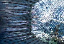  Fotografía de Pesca con Mosca de Trucha arcoiris compartida por Estancia Laguna Verde – Fly dreamers