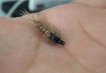 Santiago Miraglia 's Fly for Rainbow trout - Picture – Fly dreamers 