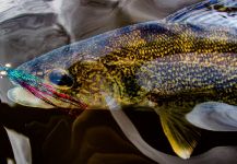 Kevin Feenstra 's Fly-fishing Pic of a Walleye – Fly dreamers 