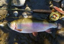 Fly-fishing Image of Rainbow trout shared by Lukas Bauer – Fly dreamers