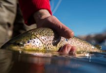 Fly Fishing Outfitters 's Fly-fishing Photo of a German brown – Fly dreamers 