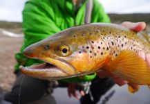 Fly-fishing Picture of English trout shared by Luke Alder – Fly dreamers