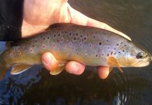 Fly-fishing Image of Marrones shared by David Henslin – Fly dreamers