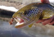 Luke Alder 's Fly-fishing Image of a Brown trout – Fly dreamers 
