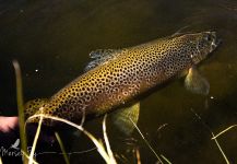 Fly-fishing Pic of Brown trout shared by Peter Broomhall | Fly dreamers 