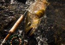 Fly-fishing Picture of German brown shared by Peter Broomhall | Fly dreamers