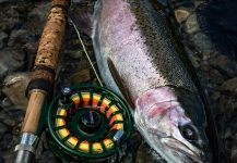 Peter Broomhall 's Fly-fishing Pic of a Rainbow trout | Fly dreamers 