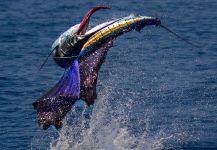  Fotografía de Pesca con Mosca de Pez vela por Frankie Marion – Fly dreamers 
