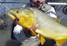 Jorge Gervasi 's Fly-fishing Pic of a Freshwater dorado – Fly dreamers 