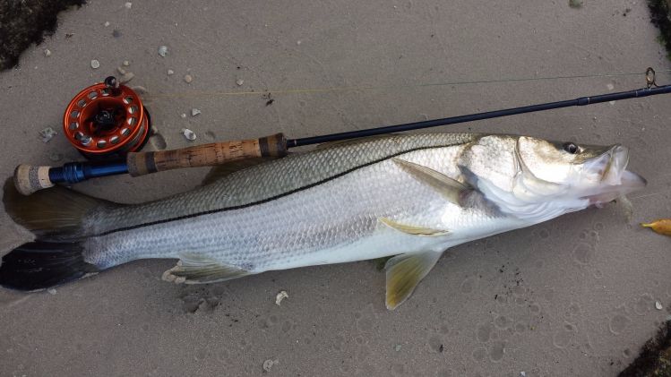 30" snookers on 7 wt..went airbourne as soon as I set hook..great battle...about as clean a snook as you will ever see