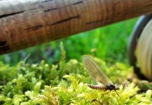 BERNET Valentin 's Fly-fishing Entomology – Fly dreamers 
