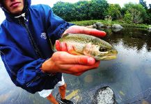 Rainbow trout Fly-fishing Situation – Tomas Jaime shared this Great Pic in Fly dreamers 