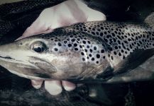 Stephane Geraud 's Fly-fishing Pic of a Brown trout – Fly dreamers 