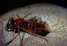 Fotografía de atado de moscas para Trucha arcoiris por James Meyer – Fly dreamers 
