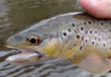 Luke Alder 's Fly-fishing Photo of a English trout – Fly dreamers 