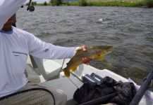 Madison River Brown Trout