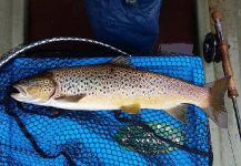 Kevin Sheridan 's Fly-fishing Picture of a Brook trout – Fly dreamers 
