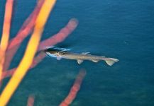  Fotografía de Pesca con Mosca de Oncorhynchus clarkii behnkei por Rudy  Babikian – Fly dreamers 