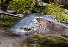 Jean Sylvain Amy 's Fly-fishing Pic of a European brown trout – Fly dreamers 