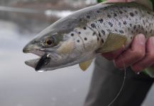 Luke Alder 's Fly-fishing Catch of a Loch Leven trout German – Fly dreamers 