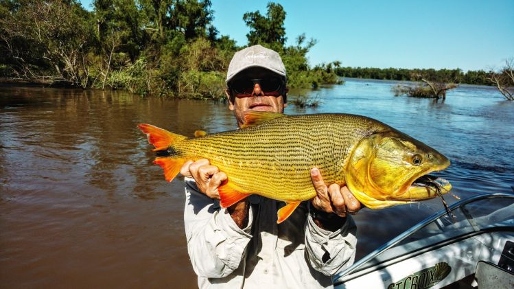 un hermoso dorado pescado por Roberto con una caña # 6 línea de flote