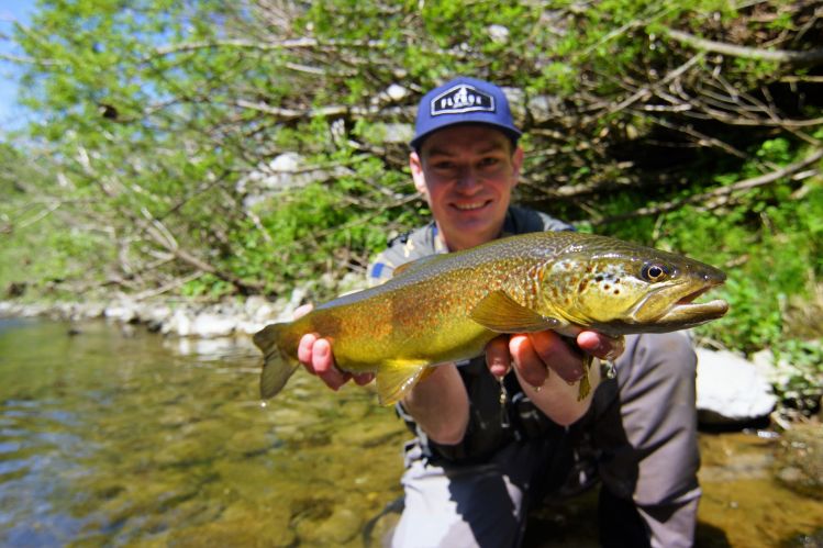 Hybrid between brown and marble trout with dry fly!