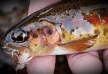 Dezmin Schultz 's Fly-fishing Image of a mud trout – Fly dreamers 