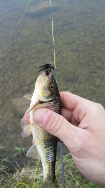 May be small but any fish on the fly is a rush!

(creek chub)