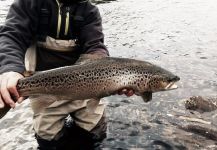 Facundo Smufer 's Fly-fishing Catch of a English trout – Fly dreamers 