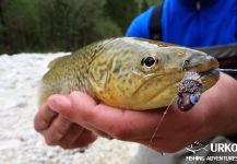 Uros Kristan 's Fly-fishing Catch of a Marble Trout – Fly dreamers 