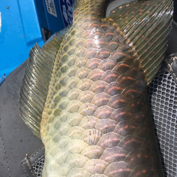 Intricate markings on a Saratoga's scales