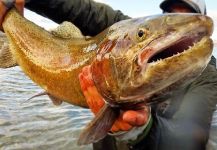 Deep Creek Outfitters 's Fly-fishing Pic of a Truite fardee – Fly dreamers 