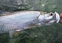 Hernán Esporas 's Fly-fishing Image of a Tarpon – Fly dreamers 