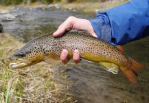 Luke Alder 's Fly-fishing Photo of a brown trout – Fly dreamers 