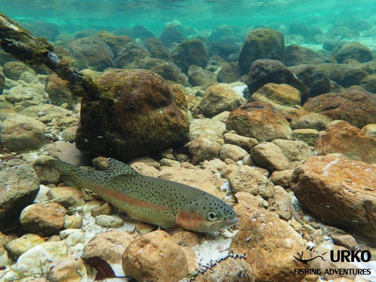 Wild fish in crystal clear water ... What more do you need?! 
Lepena River is managed by Fisheries Research Institute of Slovenia