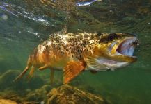  Fotografía de Pesca con Mosca de Trucha marrón compartida por Matt Carlson – Fly dreamers