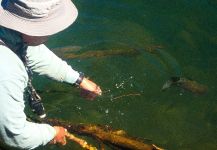 Fly-fishing Photo of Rainbow trout shared by Rogerio "JAMANTA" Batista – Fly dreamers 