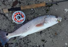 Fly-fishing Picture of Redfish shared by David Bullard – Fly dreamers