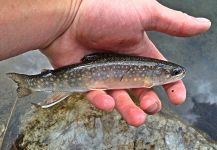 Max Sisson 's Fly-fishing Pic of a coaster trout – Fly dreamers 