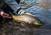 Coke Haverbeck 's Fly-fishing Photo of a Brown trout – Fly dreamers 