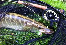 Fly-fishing Picture of Pike shared by Kevin Bache – Fly dreamers