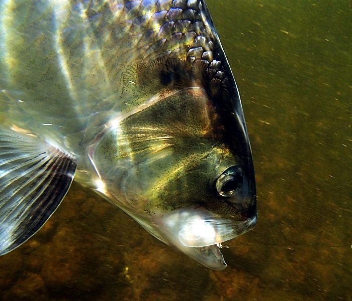 American Shad caught on the Delaware River. You can see the fly in the corner of the mouth. Today had big roe fish and few bucks, best fish of the year.....6lbs+ easy